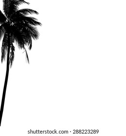 Tree silhouette. Coconut