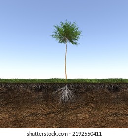 Tree With Strong And Deep Roots, 3d Render