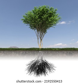 Tree With Strong And Deep Roots, 3d Render