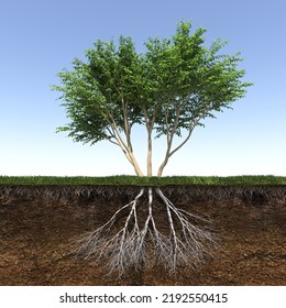 Tree With Strong And Deep Roots, 3d Render