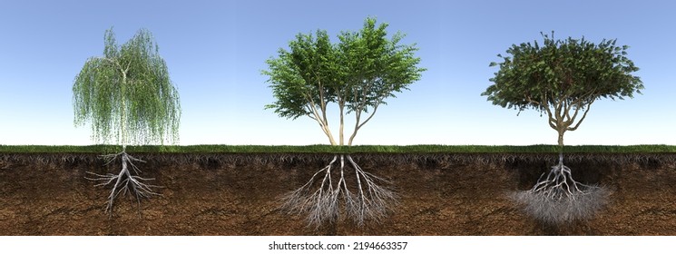 Tree With Strong And Deep Roots, 3d Render