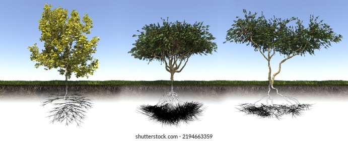 Tree With Strong And Deep Roots, 3d Render