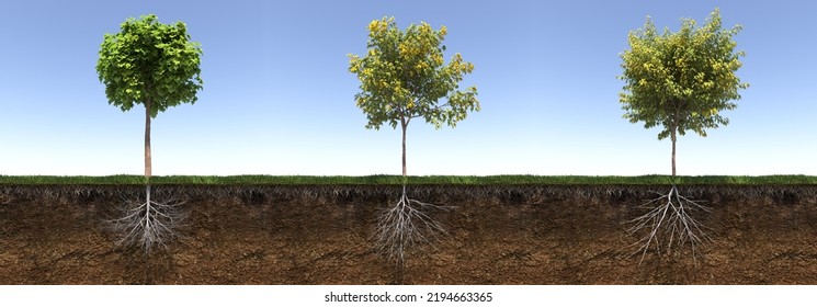 Tree With Strong And Deep Roots, 3d Render