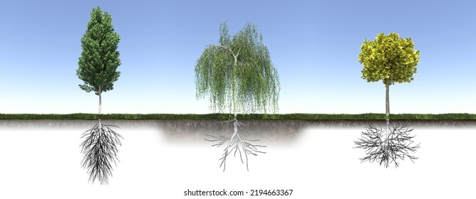 Tree With Strong And Deep Roots, 3d Render