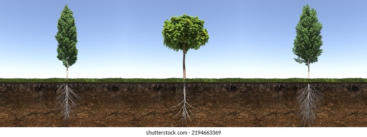 Tree With Strong And Deep Roots, 3d Render