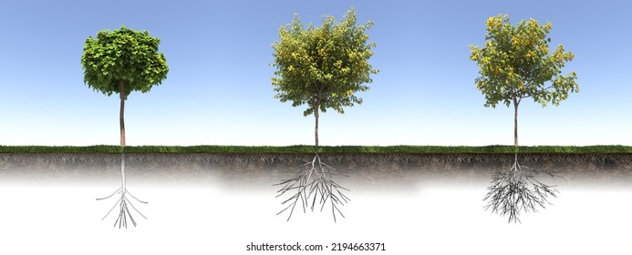 Tree With Strong And Deep Roots, 3d Render