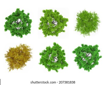 Tree tops isolated