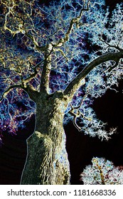 Tree trunk and branches abstract
