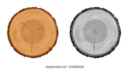 Tree trunk rings cut isolated close up cartoon illustration set, black and white and brown colorful wooden stump slice clipart image