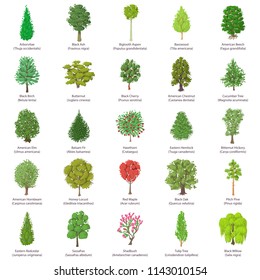 Similar Images, Stock Photos & Vectors of Thirty different tree sorts ...