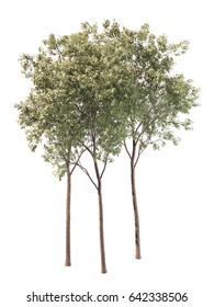 Tree White Background 3d Rendering Stock Illustration 642338506 ...