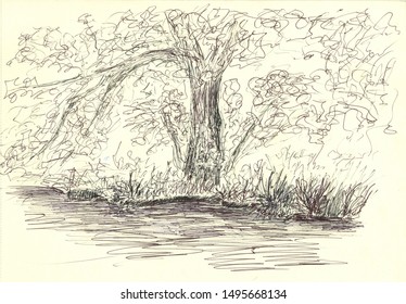 Trees Black Pen Drawing Absctract Ink Stock Illustration 1495668134 