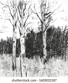 Trees drawn in charcoal. Black and white drawing. 