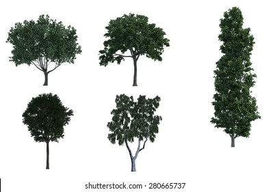 Vector Set Maple Trees Stock Vector (Royalty Free) 74810434 | Shutterstock