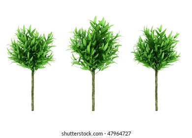 Trees isolated on a white background