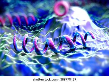 Treponema Pallidum Bacteria 