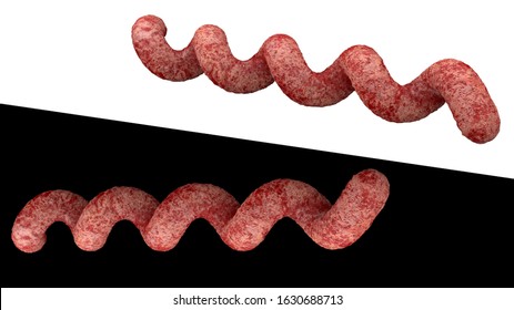 Treponema Pallidum Bacteria Causing Syphilis Isolated On White And Black Background 3d Rendering