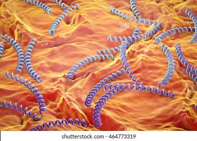 Treponema Pallidum On The Surface Of Human Skin Or Mucus Membrane, Bacterium Which Causes Syphilis, Sexually Transmitted Bacterium, Close-up View. 3D Illustration