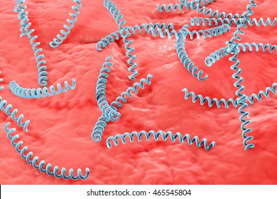 Treponema Pallidum On The Surface Of Human Skin Or Mucus Membrane, Bacterium Which Causes Syphilis, Sexually Transmitted Bacterium, Close-up View. 3D Illustration