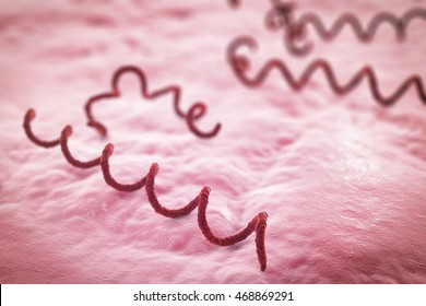 Treponema Pallidum On The Surface Of Human Skin Or Mucus Membrane, Bacterium Which Causes Syphilis, Sexually Transmitted Bacterium, Close-up View. 3D Illustration