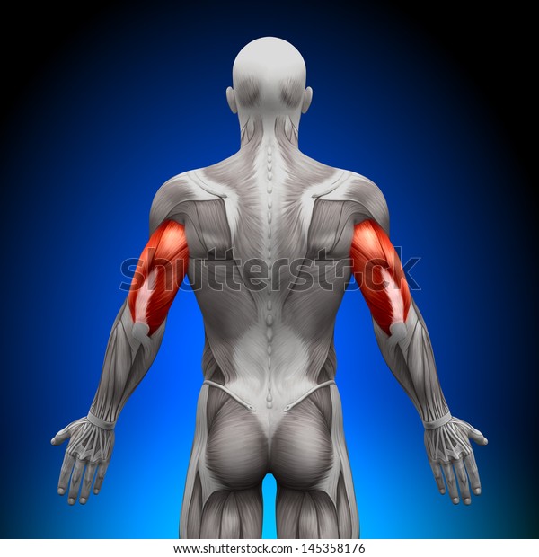 Triceps Anatomy Muscles Stock Illustration 145358176