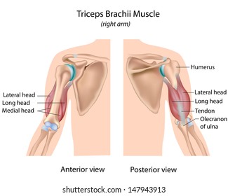 Triceps Brachii Muscle, Labeled 