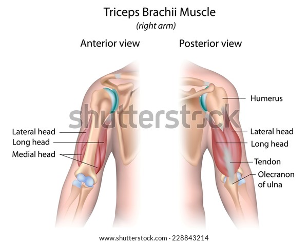 Triceps Brachii Muskel Beschriftet