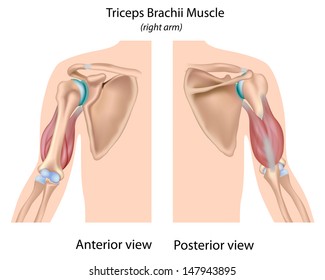 Triceps Brachii Muscle, Unlabeled