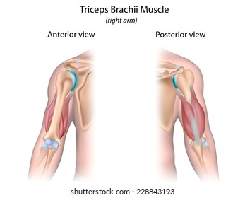 Triceps Brachii Muscle Unlabeled.