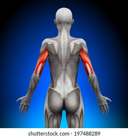 Triceps - Female Anatomy Muscles