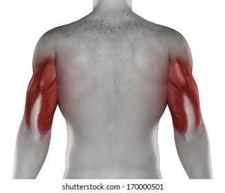 Triceps Male Muscles Anatomy Posterior View Stock Illustration ...