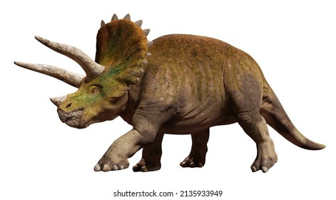 Triceratops Horridus, Dinosaur Isolated On White Background (3d Paleoart Render)