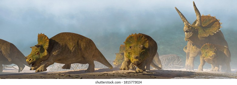 dinosaurs in the triceratops family