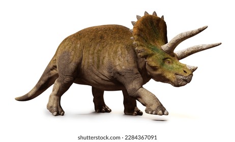 Triceratops horridus, walking dinosaur isolated with shadow on white background (3d illustration) 