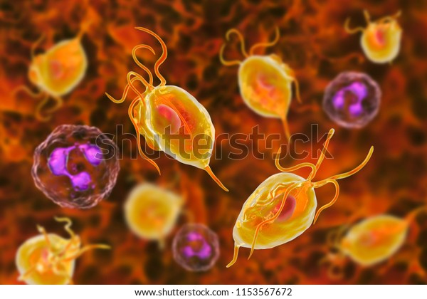 Trichomonas Vaginalis Protozoan Neutrophils 3d Illustration Stock Illustration 1153567672 9016