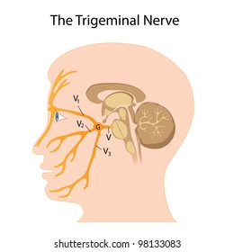 The trigeminal nerve