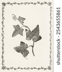 Triloba from The Ivy, a Monograph (1872). Digitally enhanced from our own original edition of by Shirley Hibberd. Vintage ivy leaf illustration, art drawing, old ivy leaf illustration, art print.