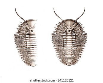 Trilobites Are A Well-known Fossil Group Of Extinct Marine Arthropods That Form The Class Trilobita.