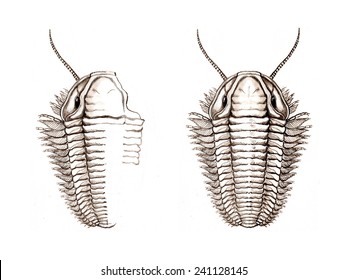 Trilobites Are A Well-known Fossil Group Of Extinct Marine Arthropods That Form The Class Trilobita.