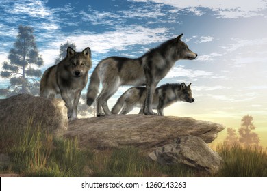 A trio of timber wolves stands atop a boulder looking out over a North American wilderness. The alpha wolf stands confidently looking into the distance while look to the sides . 3D Rendering