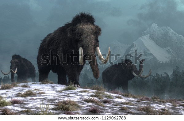 A trio of woolly\
mammoths trudges over snow covered hills.  Behind them, mountains\
with snow covered peaks rise above dark green forests of fir trees.\
3D Rendering