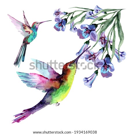 Tropical birds hummingbirds in flight with outstretched wings collect nectar from flowers on branches with buds and green leaves. Watercolor for design of cards, invitations, print, background, cover.
