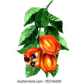 tropical blighia sapida fruit, Ackee tree