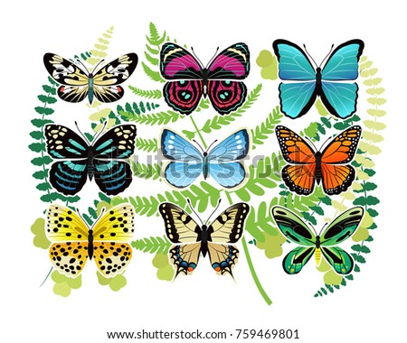tropical butterflies species bright colors various stock