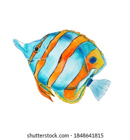 Tropical Fish Watercolor Painting Isolated On White Background