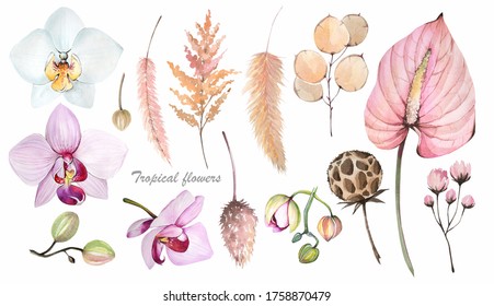 Tropical Floral Set. Dried Leaves And Flowers. Watercolor Illustration.