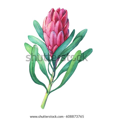 Tropical flower Protea with green leaves. Hand drawn watercolor painting on white background.