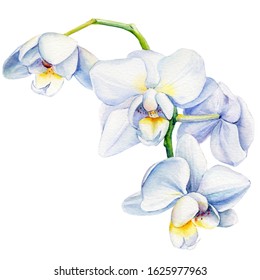 tropical flower, white orchid on an isolated white background, watercolor illustration, botanical painting