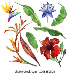 Tropical foliage set with exotic flowers. Watercolor Hibiscus, water lily, lotus, banana leaves