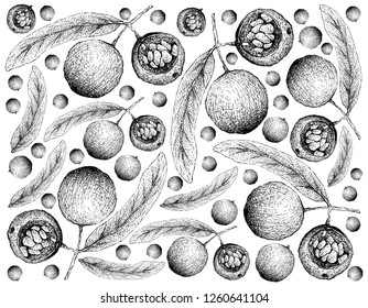 Tropical Fruit, Illustration Wallpaper of Hand Drawn Sketch Hydnocarpus Anthelminthicus Fruits Isolated on White Background.